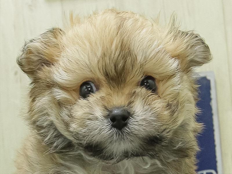 福井県のポメビション(ポメラニアン×ビションフリーゼ) (ワンラブフレンドタウン福井店/2026年1月28日生まれ/女の子/オレンジ)の子犬の1枚目の画像