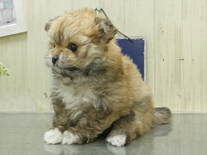 福井県のポメビション(ポメラニアン×ビションフリーゼ) (ワンラブフレンドタウン福井店/2026年1月28日生まれ/女の子/オレンジ)の子犬の2枚目の画像