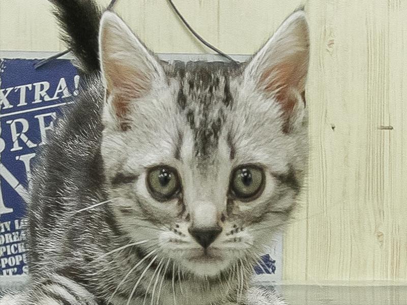 兵庫県のアメリカンショートヘアー (ワンラブブルメール舞多聞店/2026年1月29日生まれ/女の子/シルバータビー)の子猫