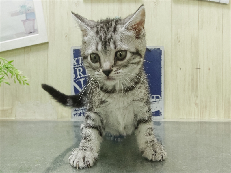 兵庫県のアメリカンショートヘアー (ワンラブブルメール舞多聞店/2026年1月29日生まれ/女の子/シルバータビー)の子猫の3枚目の画像