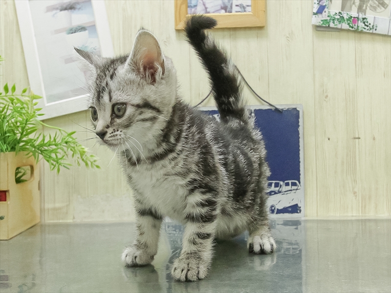 兵庫県のアメリカンショートヘアー (ワンラブブルメール舞多聞店/2026年1月29日生まれ/女の子/シルバータビー)の子猫の2枚目の画像
