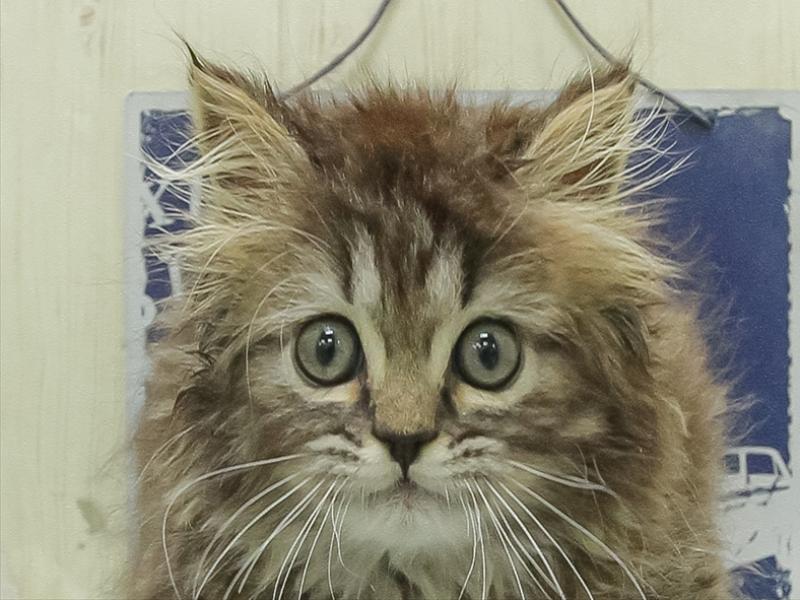 滋賀県のラガマフィン (ワンラブカインズ彦根店/2026年1月29日生まれ/男の子/ブラウンタビー)の子猫の1枚目の画像