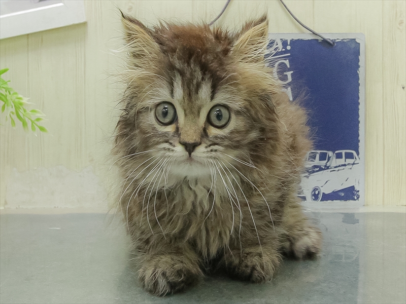 滋賀県のラガマフィン (ワンラブカインズ彦根店/2026年1月29日生まれ/男の子/ブラウンタビー)の子猫の3枚目の画像