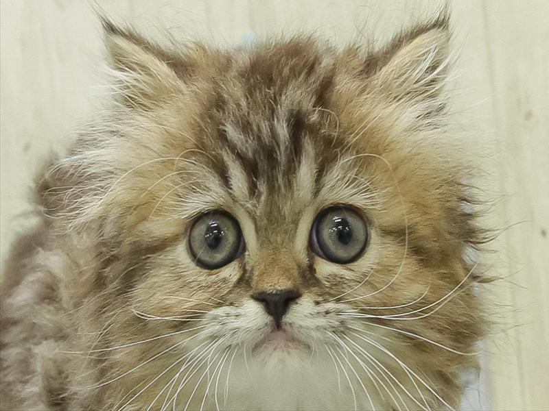 香川県のラガマフィン (ワンラブイオンタウン宇多津店/2026年1月29日生まれ/女の子/ブラウンパッチドタビー)の子猫の1枚目の画像