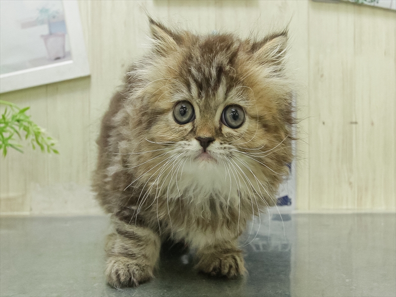 香川県のラガマフィン (ワンラブイオンタウン宇多津店/2026年1月29日生まれ/女の子/ブラウンパッチドタビー)の子猫の3枚目の画像