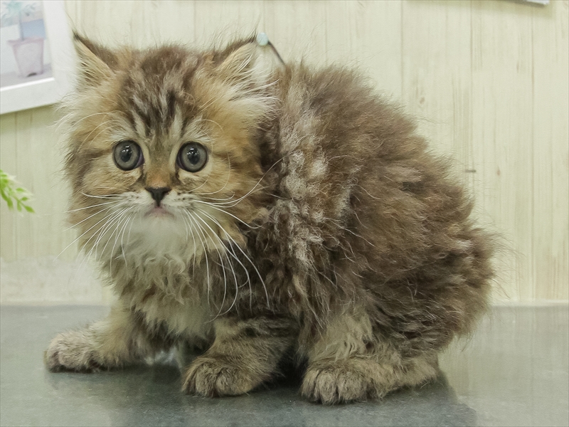 香川県のラガマフィン (ワンラブイオンタウン宇多津店/2026年1月29日生まれ/女の子/ブラウンパッチドタビー)の子猫の2枚目の画像