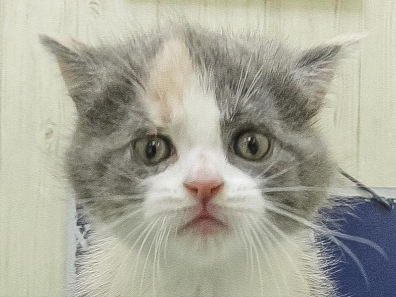 愛知県のブリティッシュショートヘアー (ワンラブ名古屋守山インター総本店/2026年1月31日生まれ/女の子/ダイリュートキャリコ)の子猫の1枚目の画像