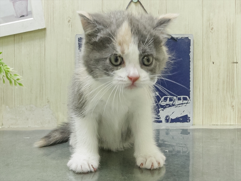 愛知県のブリティッシュショートヘアー (ワンラブ名古屋守山インター総本店/2026年1月31日生まれ/女の子/ダイリュートキャリコ)の子猫の3枚目の画像
