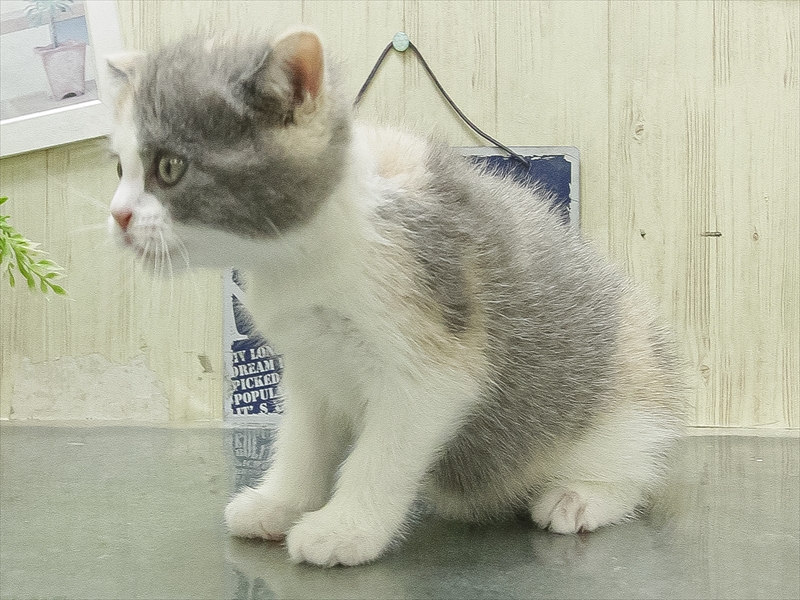 愛知県のブリティッシュショートヘアー (ワンラブ名古屋守山インター総本店/2026年1月31日生まれ/女の子/ダイリュートキャリコ)の子猫の2枚目の画像