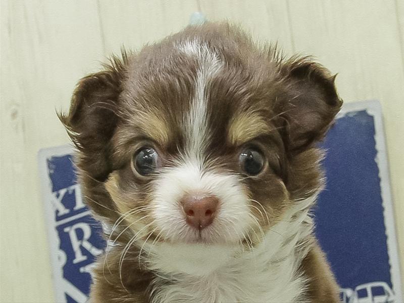 愛知県のチワワ(ロング) (ワンラブ星崎店(FC)/2026年1月31日生まれ/女の子/チョコレートタンホワイト)の子犬の1枚目の画像