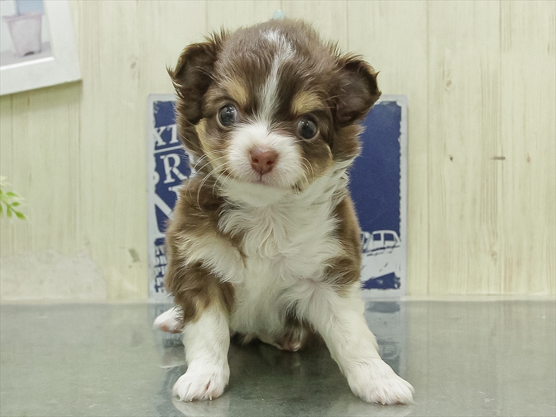 愛知県のチワワ(ロング) (ワンラブ星崎店(FC)/2026年1月31日生まれ/女の子/チョコレートタンホワイト)の子犬の3枚目の画像