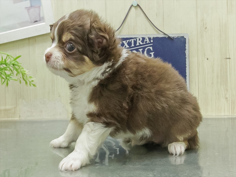 愛知県のチワワ(ロング) (ワンラブ星崎店(FC)/2026年1月31日生まれ/女の子/チョコレートタンホワイト)の子犬の2枚目の画像