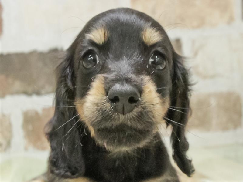 福井県のミニチュアダックスフンド(ロング) (ワンラブフレンドタウン福井店/2026年1月30日生まれ/男の子/ブラックタン)の子犬の1枚目の画像