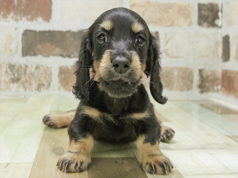 福井県のミニチュアダックスフンド(ロング) (ワンラブフレンドタウン福井店/2026年1月30日生まれ/男の子/ブラックタン)の子犬の3枚目の画像