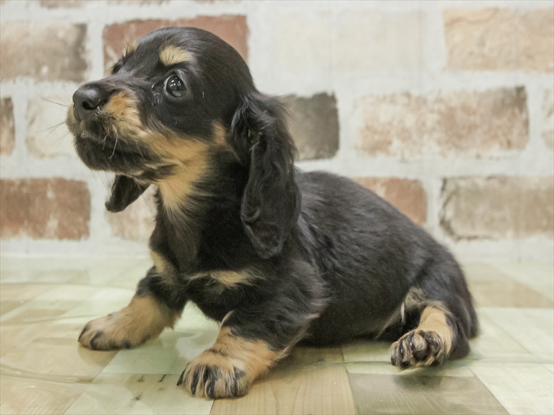 福井県のミニチュアダックスフンド(ロング) (ワンラブフレンドタウン福井店/2026年1月30日生まれ/男の子/ブラックタン)の子犬の2枚目の画像