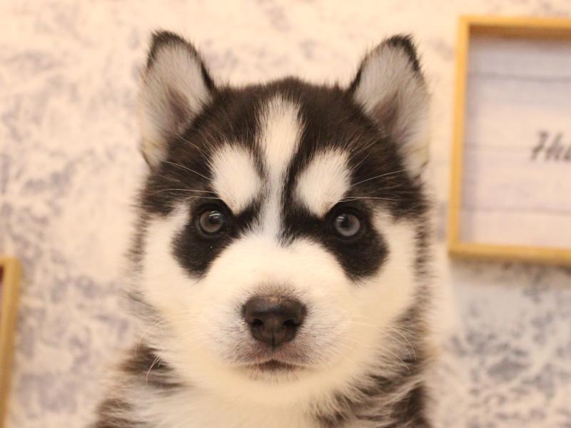 埼玉県のシベリアンハスキー (ワンラブ埼玉寄居店/2026年1月31日生まれ/男の子/ブラックホワイト)の子犬の1枚目の画像