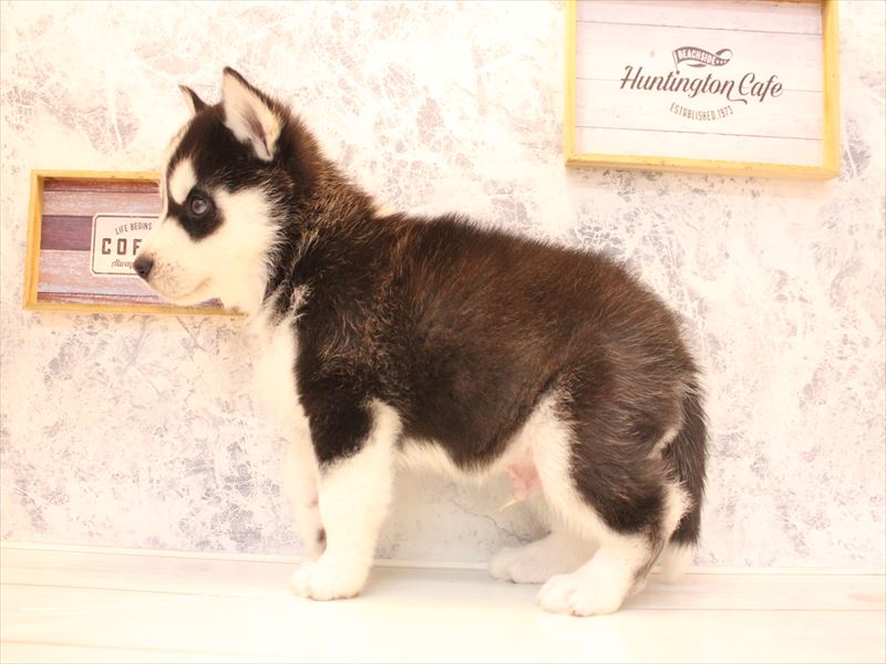 埼玉県のシベリアンハスキー (ワンラブ埼玉寄居店/2026年1月31日生まれ/男の子/ブラックホワイト)の子犬の3枚目の画像