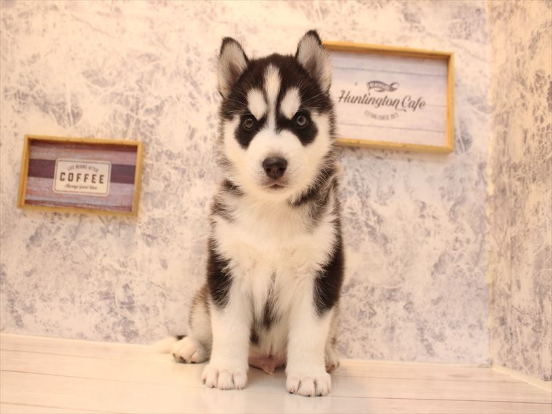 埼玉県のシベリアンハスキー (ワンラブ埼玉寄居店/2026年1月31日生まれ/男の子/ブラックホワイト)の子犬の2枚目の画像