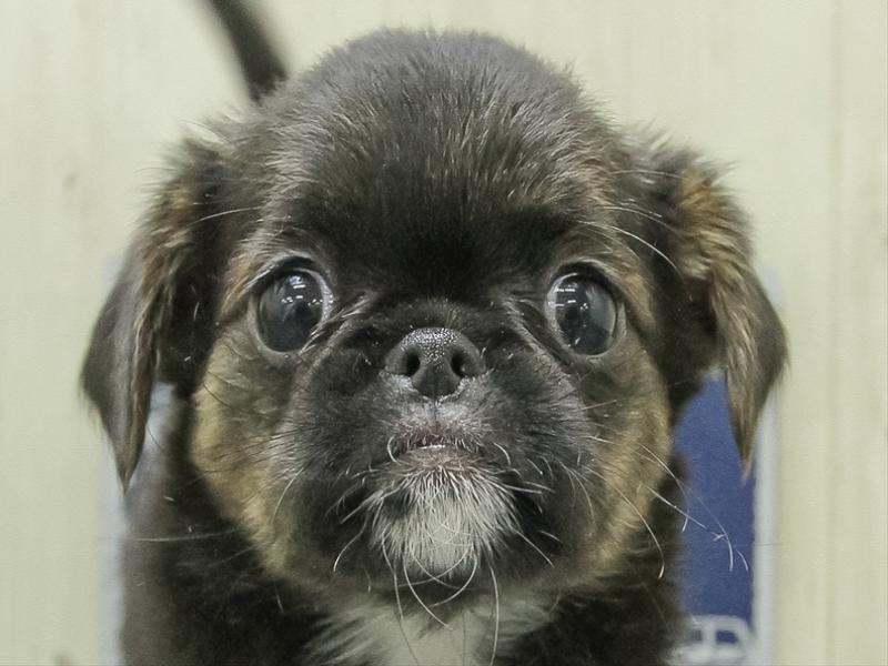 愛知県の狆ﾌｫﾝ【ﾁﾝ×ﾌﾞﾘｭｯｾﾙｸﾞﾘﾌｫﾝ】 (ワンラブ名古屋守山インター総本店/2026年1月29日生まれ/女の子/ブラックタン)の子犬の1枚目の画像