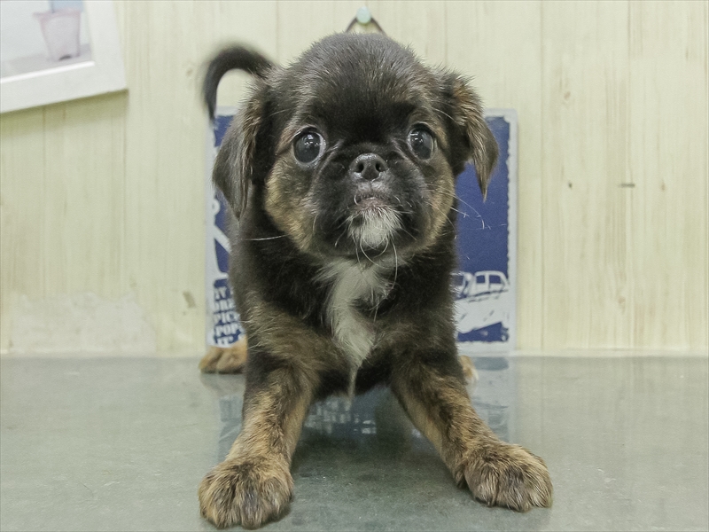 愛知県の狆ﾌｫﾝ【ﾁﾝ×ﾌﾞﾘｭｯｾﾙｸﾞﾘﾌｫﾝ】 (ワンラブ名古屋守山インター総本店/2026年1月29日生まれ/女の子/ブラックタン)の子犬の3枚目の画像