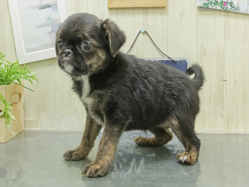 愛知県の狆ﾌｫﾝ【ﾁﾝ×ﾌﾞﾘｭｯｾﾙｸﾞﾘﾌｫﾝ】 (ワンラブ名古屋守山インター総本店/2026年1月29日生まれ/女の子/ブラックタン)の子犬の2枚目の画像