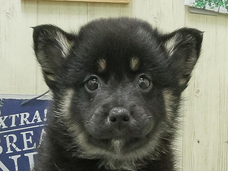 愛知県のポメ柴/豆ポメ/ポメ豆柴(ポメラニアン×柴犬) (ワンラブ名古屋守山インター総本店/2026年1月31日生まれ/女の子/ブラックタン)の子犬の1枚目の画像