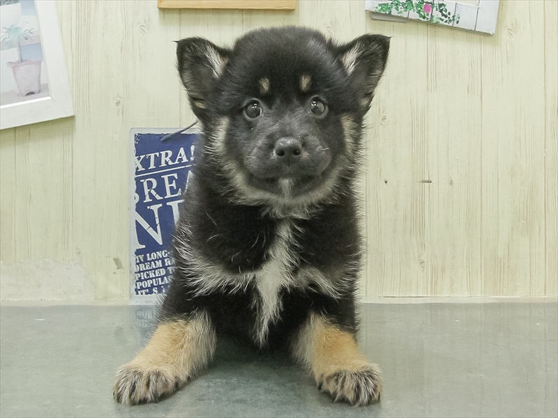 愛知県のポメ柴/豆ポメ/ポメ豆柴(ポメラニアン×柴犬) (ワンラブ名古屋守山インター総本店/2026年1月31日生まれ/女の子/ブラックタン)の子犬の3枚目の画像