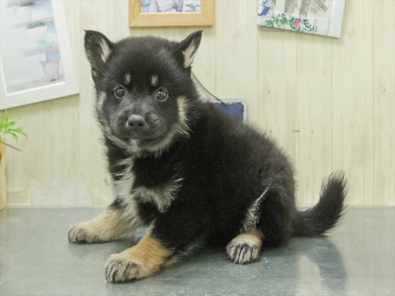 愛知県のポメ柴/豆ポメ/ポメ豆柴(ポメラニアン×柴犬) (ワンラブ名古屋守山インター総本店/2026年1月31日生まれ/女の子/ブラックタン)の子犬の2枚目の画像