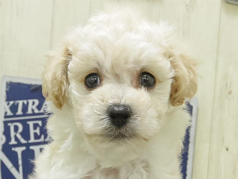 愛知県のビションプー(ビションフリーゼ×プードル) (ワンラブ名古屋守山インター総本店/2026年1月31日生まれ/男の子/クリーム)の子犬の1枚目の画像