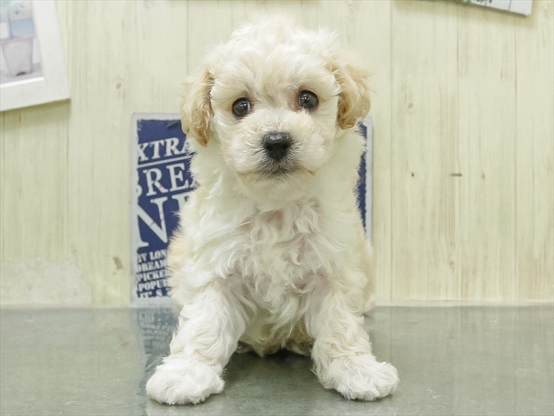 愛知県のビションプー(ビションフリーゼ×プードル) (ワンラブ名古屋守山インター総本店/2026年1月31日生まれ/男の子/クリーム)の子犬の3枚目の画像