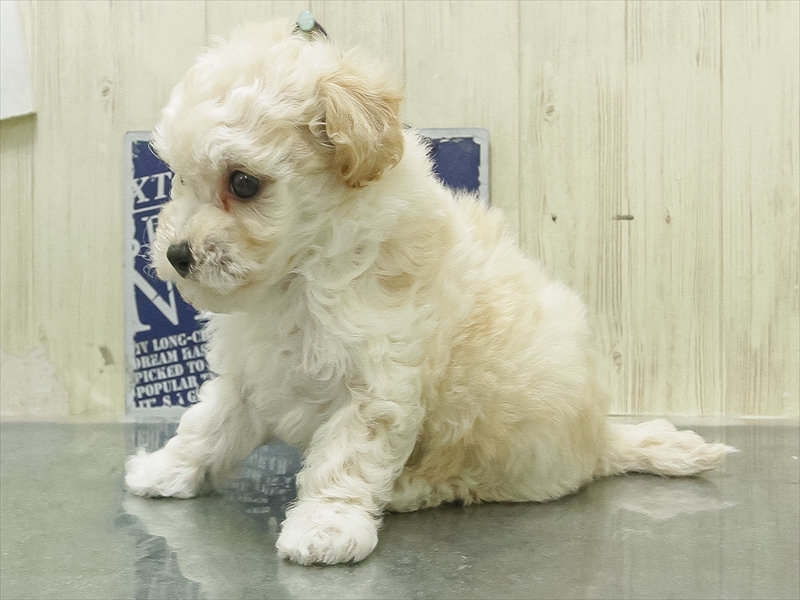 愛知県のビションプー(ビションフリーゼ×プードル) (ワンラブ名古屋守山インター総本店/2026年1月31日生まれ/男の子/クリーム)の子犬の2枚目の画像