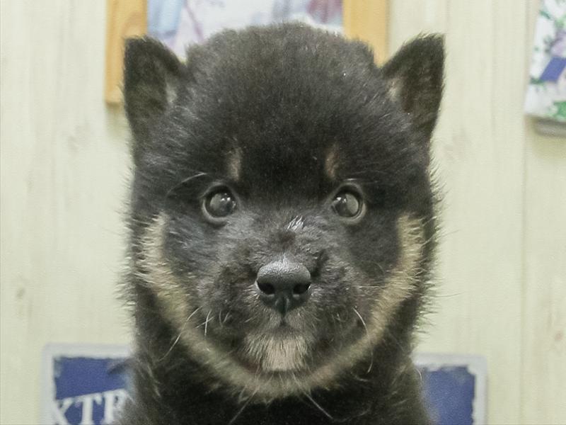 滋賀県の柴犬(標準サイズ) (ワンラブピエリ守山店/2026年1月30日生まれ/男の子/黒)の子犬の1枚目の画像