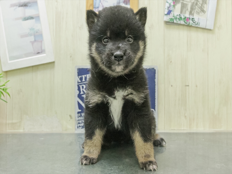 滋賀県の柴犬(標準サイズ) (ワンラブピエリ守山店/2026年1月30日生まれ/男の子/黒)の子犬の3枚目の画像