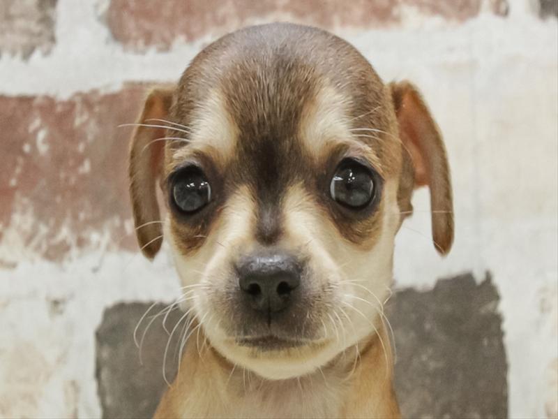 岡山県のチワピン(チワワ×ミニチュアピンシャー) (ワンラブアリオ倉敷店/2026年1月31日生まれ/男の子/フォーン)の子犬の1枚目の画像