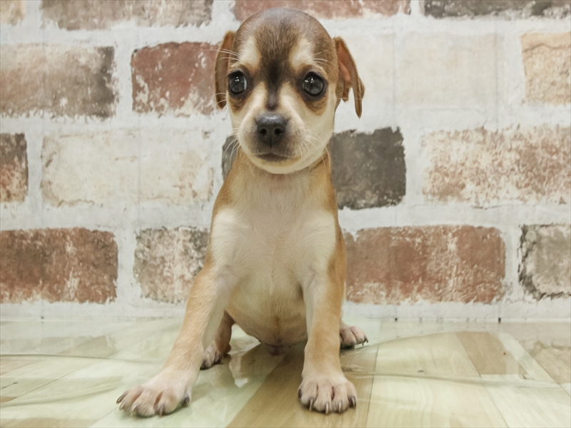 岡山県のチワピン(チワワ×ミニチュアピンシャー) (ワンラブアリオ倉敷店/2026年1月31日生まれ/男の子/フォーン)の子犬の3枚目の画像