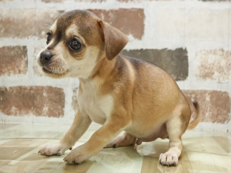岡山県のチワピン(チワワ×ミニチュアピンシャー) (ワンラブアリオ倉敷店/2026年1月31日生まれ/男の子/フォーン)の子犬の2枚目の画像