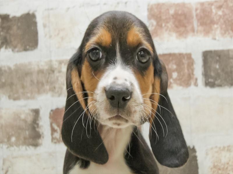 愛知県のﾊﾞｾｯﾄﾋﾞｰｸﾞﾙ【ﾊﾞｾｯﾄ×ﾋﾞｰｸﾞﾙ】 (ワンラブ名古屋守山インター総本店/2026年1月26日生まれ/女の子/ブラックタンホワイト)の子犬