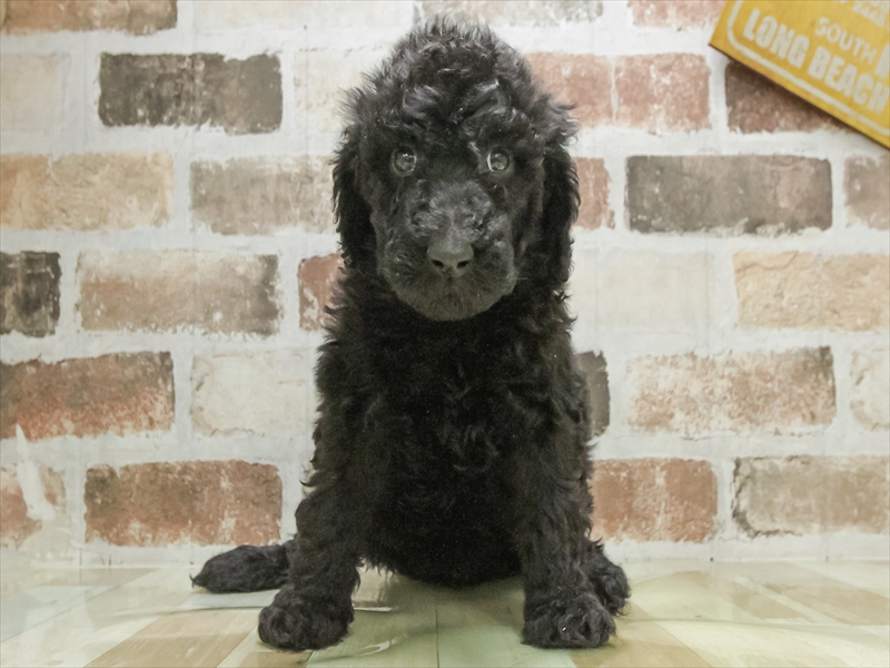 石川県のスタンダードプードル (ワンラブイオンタウン金沢示野店/2026年1月31日生まれ/女の子/ブラック)の子犬の3枚目の画像
