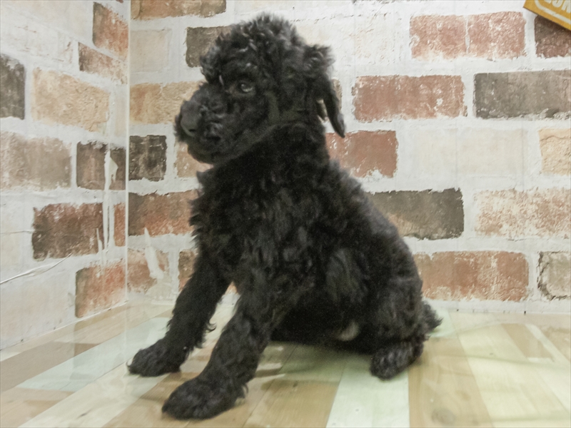 石川県のスタンダードプードル (ワンラブイオンタウン金沢示野店/2026年1月31日生まれ/女の子/ブラック)の子犬の2枚目の画像