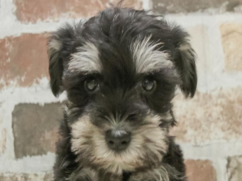 兵庫県のミニチュアシュナウザー (ワンラブMEGAドン・キホーテ姫路広畑店/2026年2月1日生まれ/女の子/ブラックシルバー)の子犬の1枚目の画像