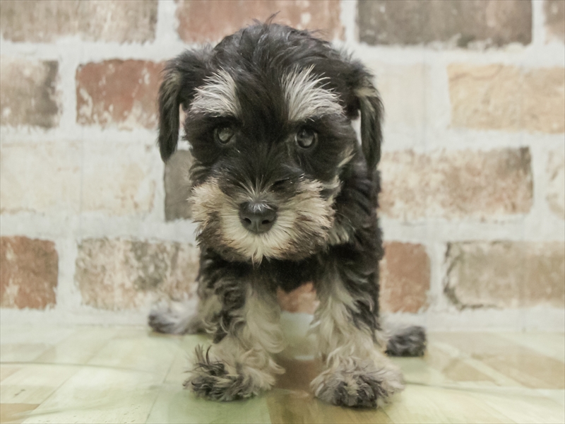 兵庫県のミニチュアシュナウザー (ワンラブMEGAドン・キホーテ姫路広畑店/2026年2月1日生まれ/女の子/ブラックシルバー)の子犬の3枚目の画像