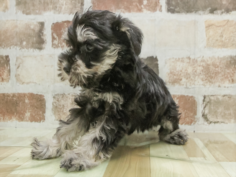 兵庫県のミニチュアシュナウザー (ワンラブMEGAドン・キホーテ姫路広畑店/2026年2月1日生まれ/女の子/ブラックシルバー)の子犬の2枚目の画像