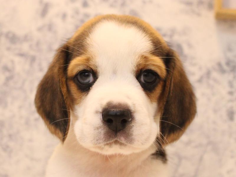 埼玉県のビーグル (ワンラブ埼玉寄居店/2026年2月1日生まれ/女の子/ブラックタンホワイト)の子犬の1枚目の画像