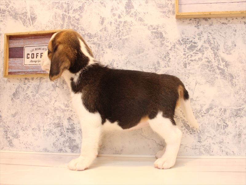 埼玉県のビーグル (ワンラブ埼玉寄居店/2026年2月1日生まれ/女の子/ブラックタンホワイト)の子犬の3枚目の画像