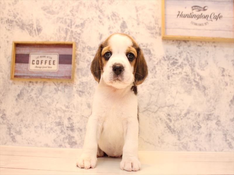 埼玉県のビーグル (ワンラブ埼玉寄居店/2026年2月1日生まれ/女の子/ブラックタンホワイト)の子犬の2枚目の画像