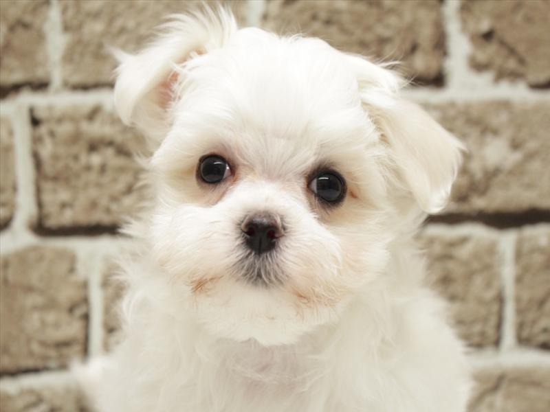 福岡県のマルチーズ (ワンラブ福岡総本店/2026年2月1日生まれ/女の子/ホワイト)の子犬の1枚目の画像