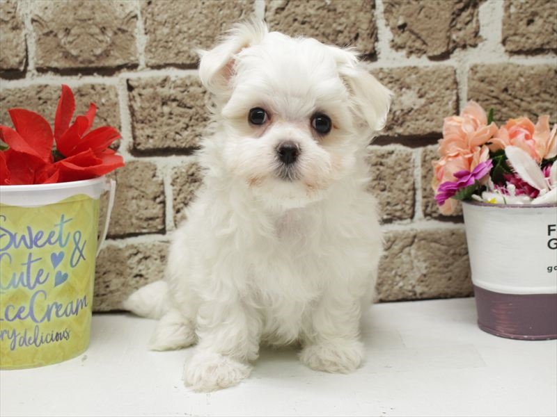 福岡県のマルチーズ (ワンラブ福岡総本店/2026年2月1日生まれ/女の子/ホワイト)の子犬の3枚目の画像