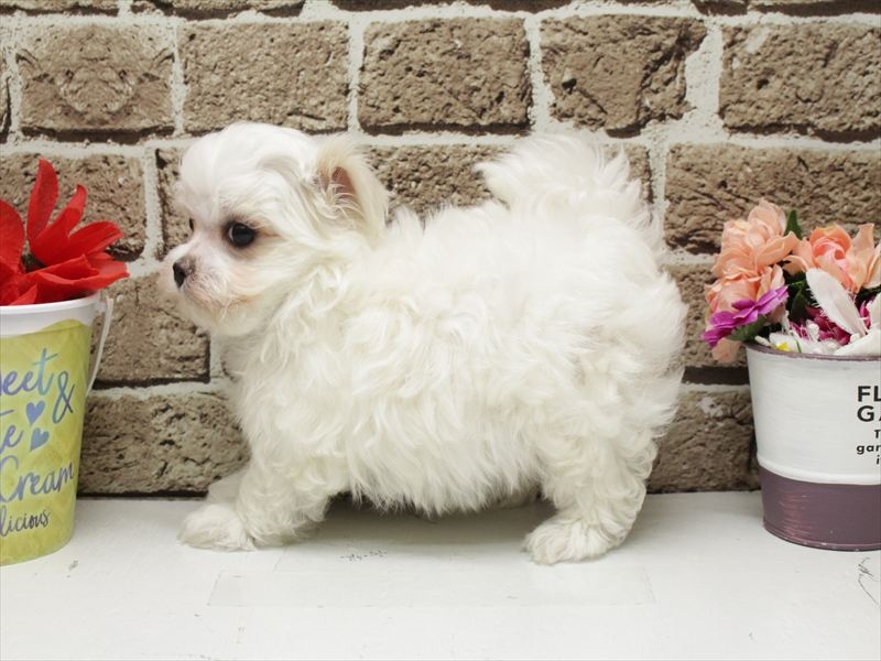 福岡県のマルチーズ (ワンラブ福岡総本店/2026年2月1日生まれ/女の子/ホワイト)の子犬の2枚目の画像