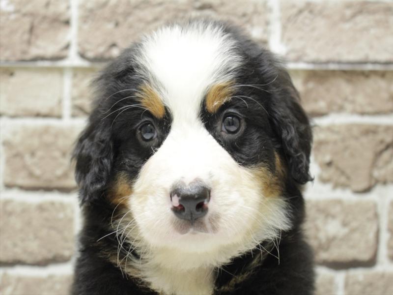 福岡県のバーニーズマウンテンドッグ (ワンラブ福岡総本店/2026年2月3日生まれ/男の子/ブラックラストホワイト)の子犬の1枚目の画像