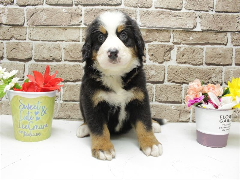 福岡県のバーニーズマウンテンドッグ (ワンラブ福岡総本店/2026年2月3日生まれ/男の子/ブラックラストホワイト)の子犬の3枚目の画像